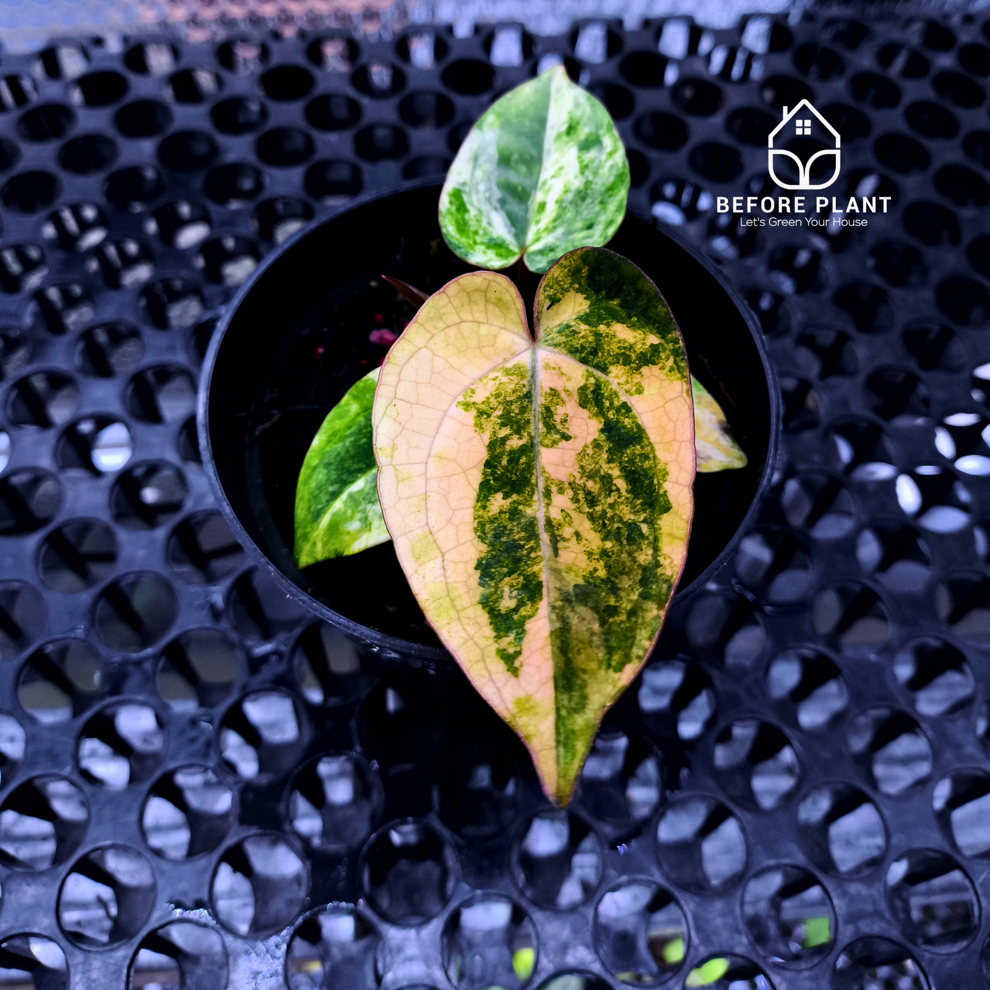 Anthurium Papi Variegated x Carla AU1
