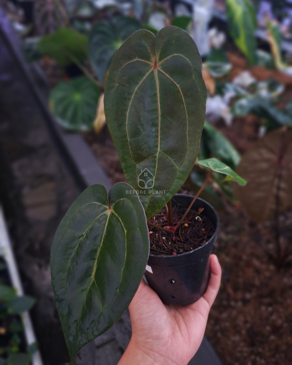 Anthurium Indigo x Blood Of Blue