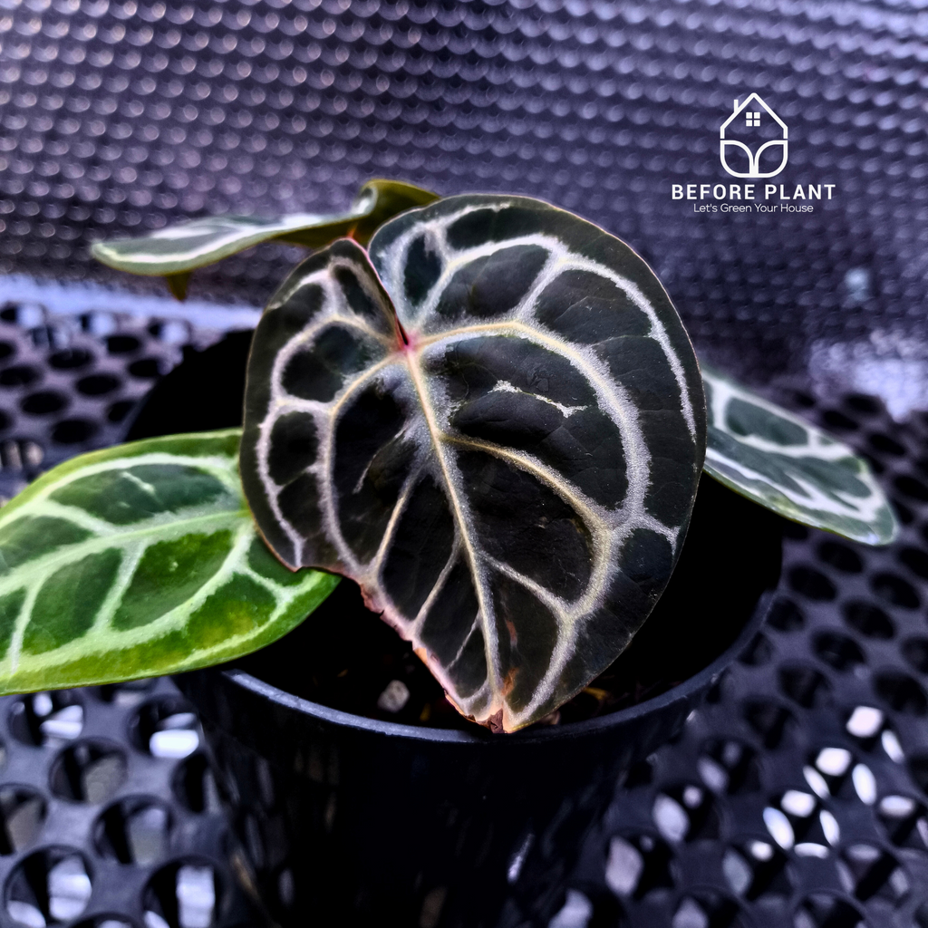 Anthurium Red Tiger