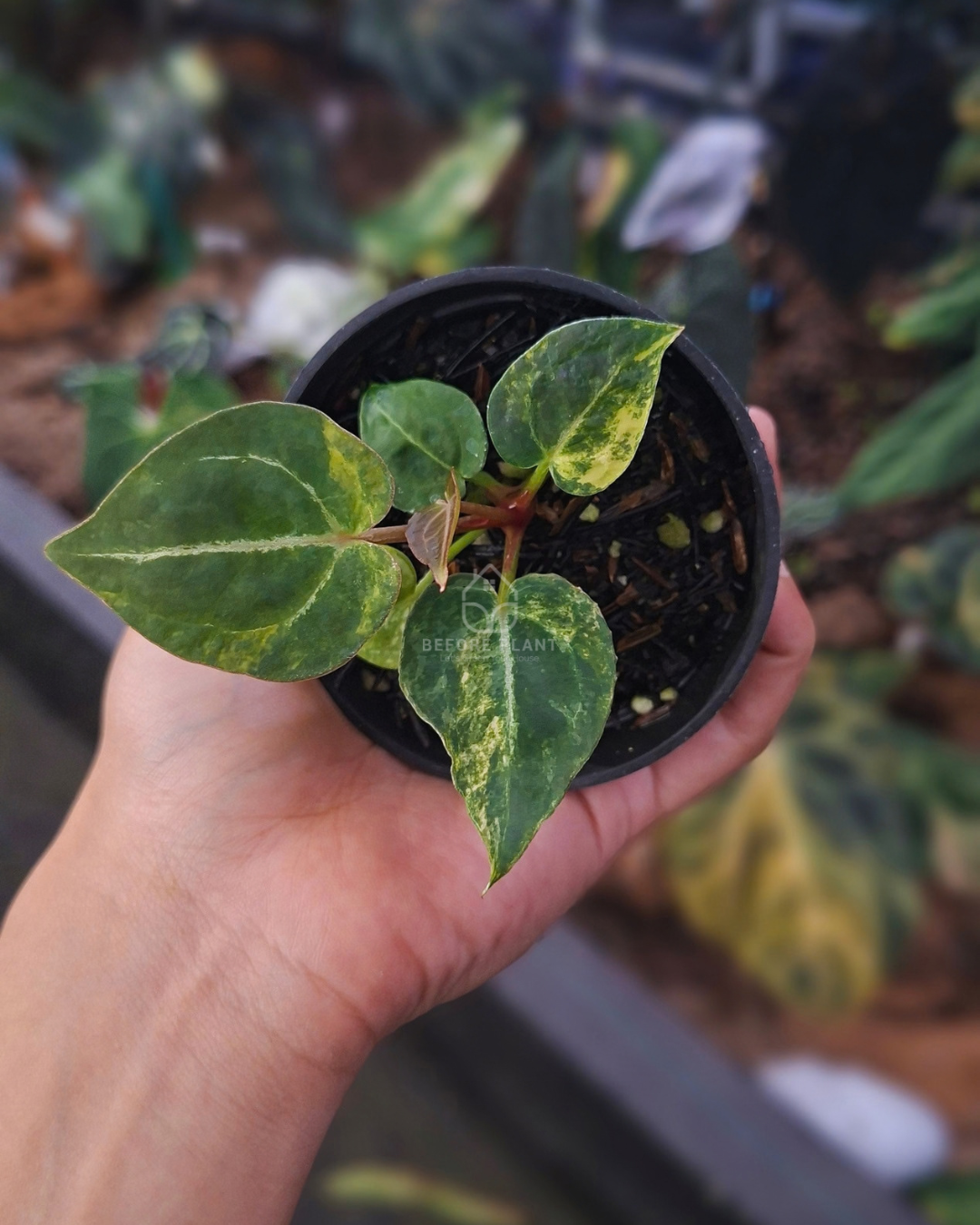 Anthurium Papi Var AOS Tezula x Michelle Variegated