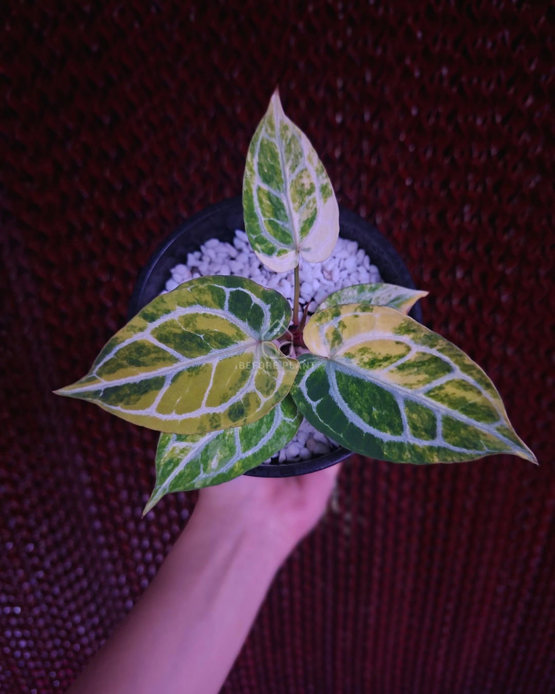 Anthurium Red Space x Mojang Geulis