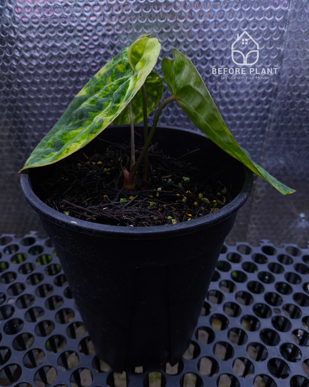 Anthurium Papillilaminum Variegated x Red Vein Dark Phoenix (RVDP)