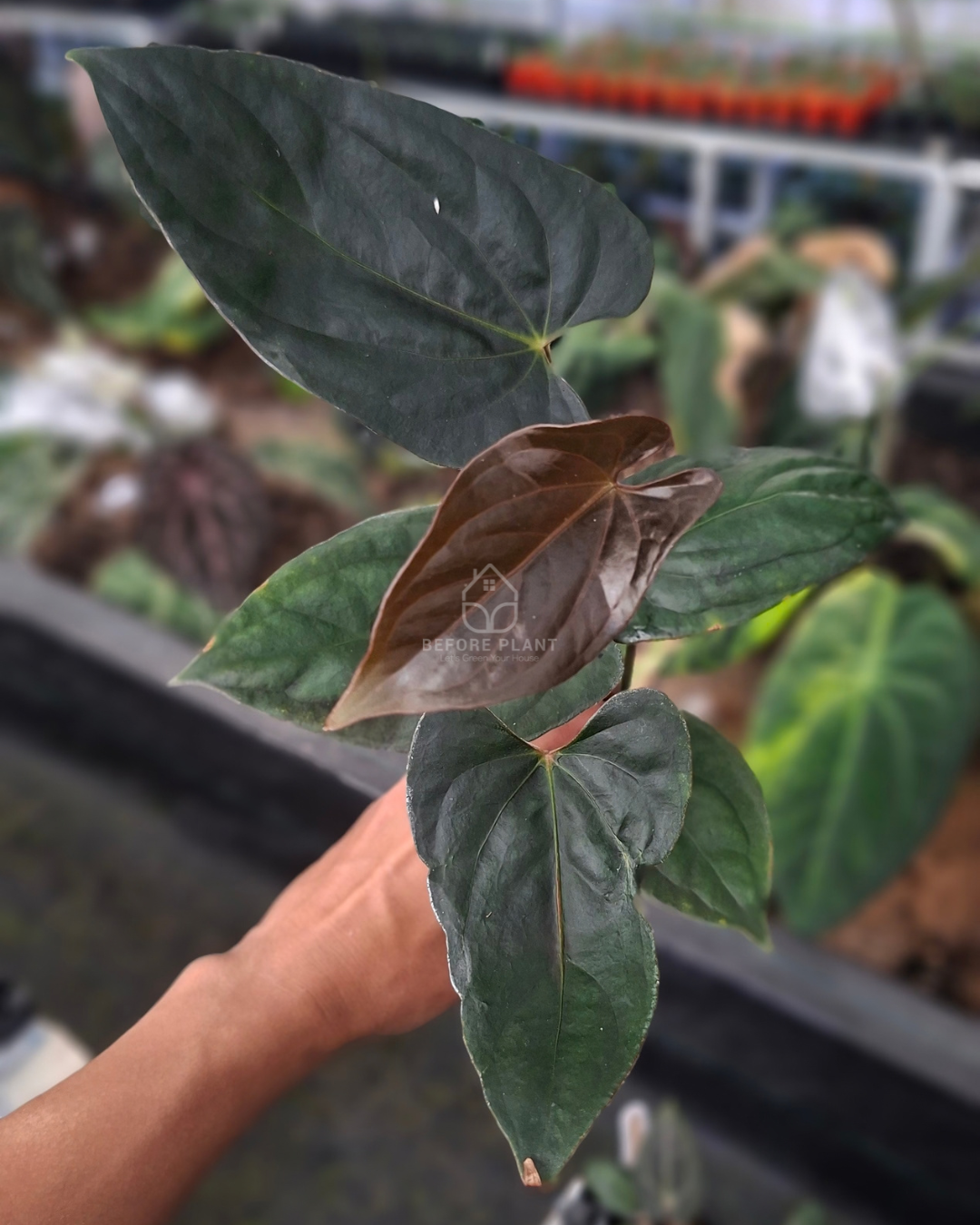 Anthurium Portillae x Dressleri