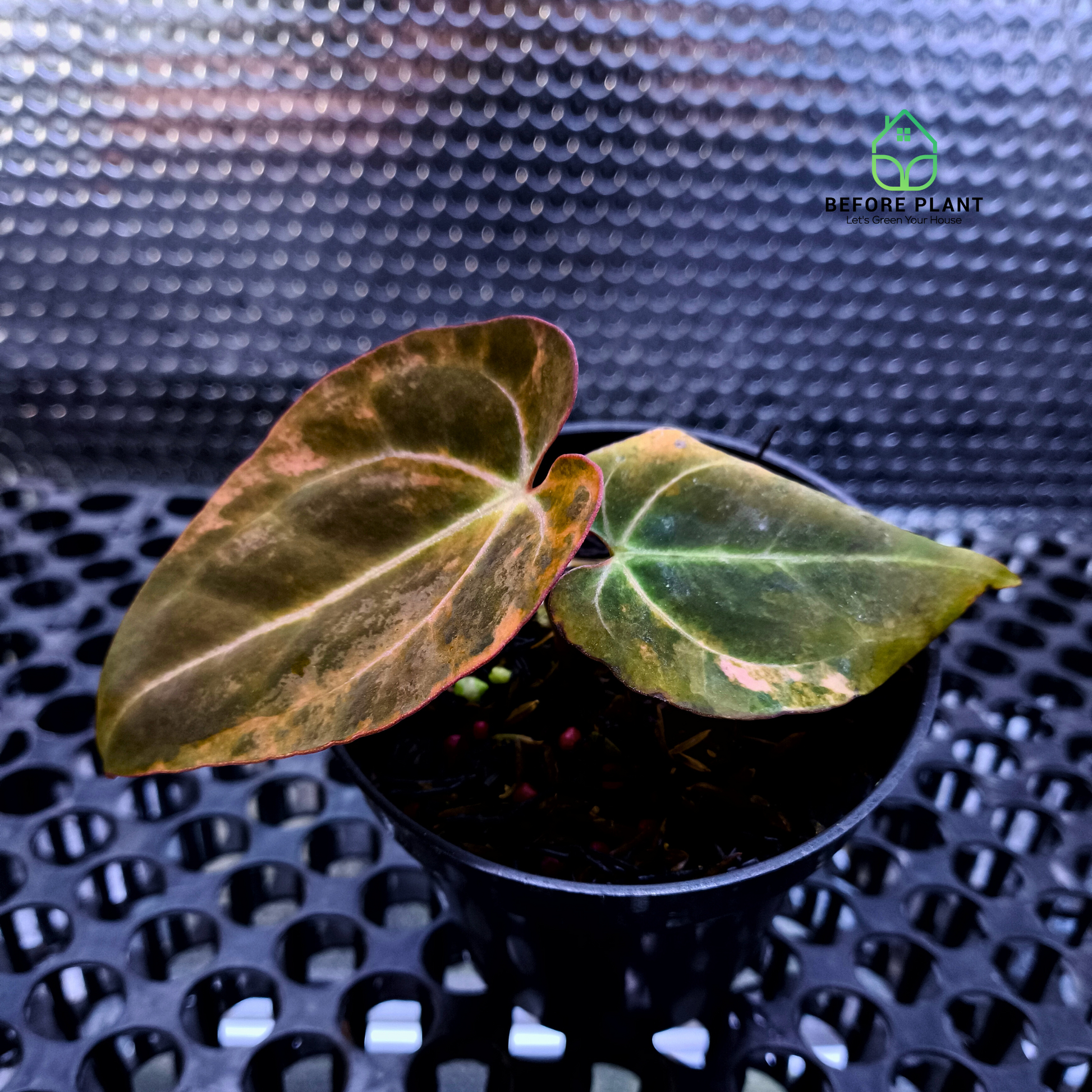 Anthurium Black Venom