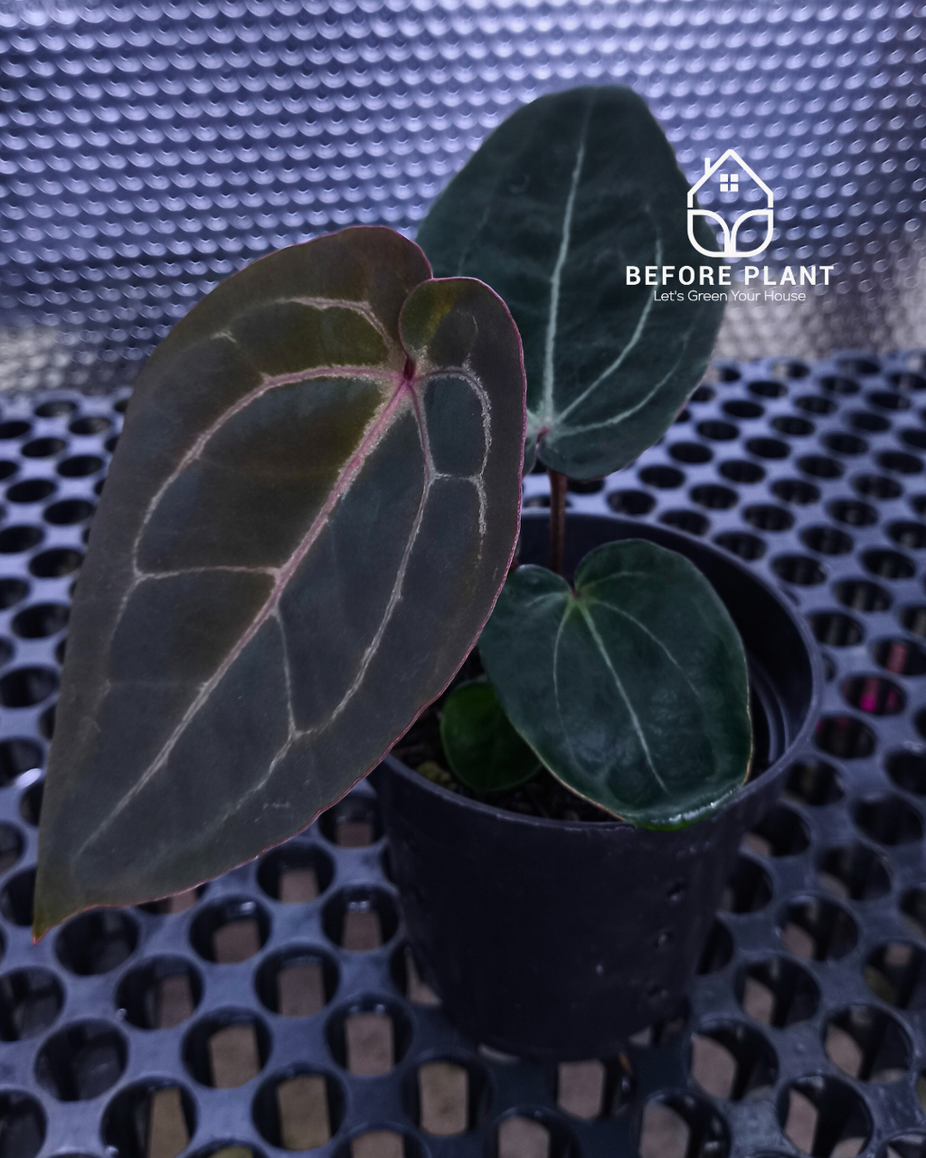 Anthurium Black Muscle x Tortoise Grey