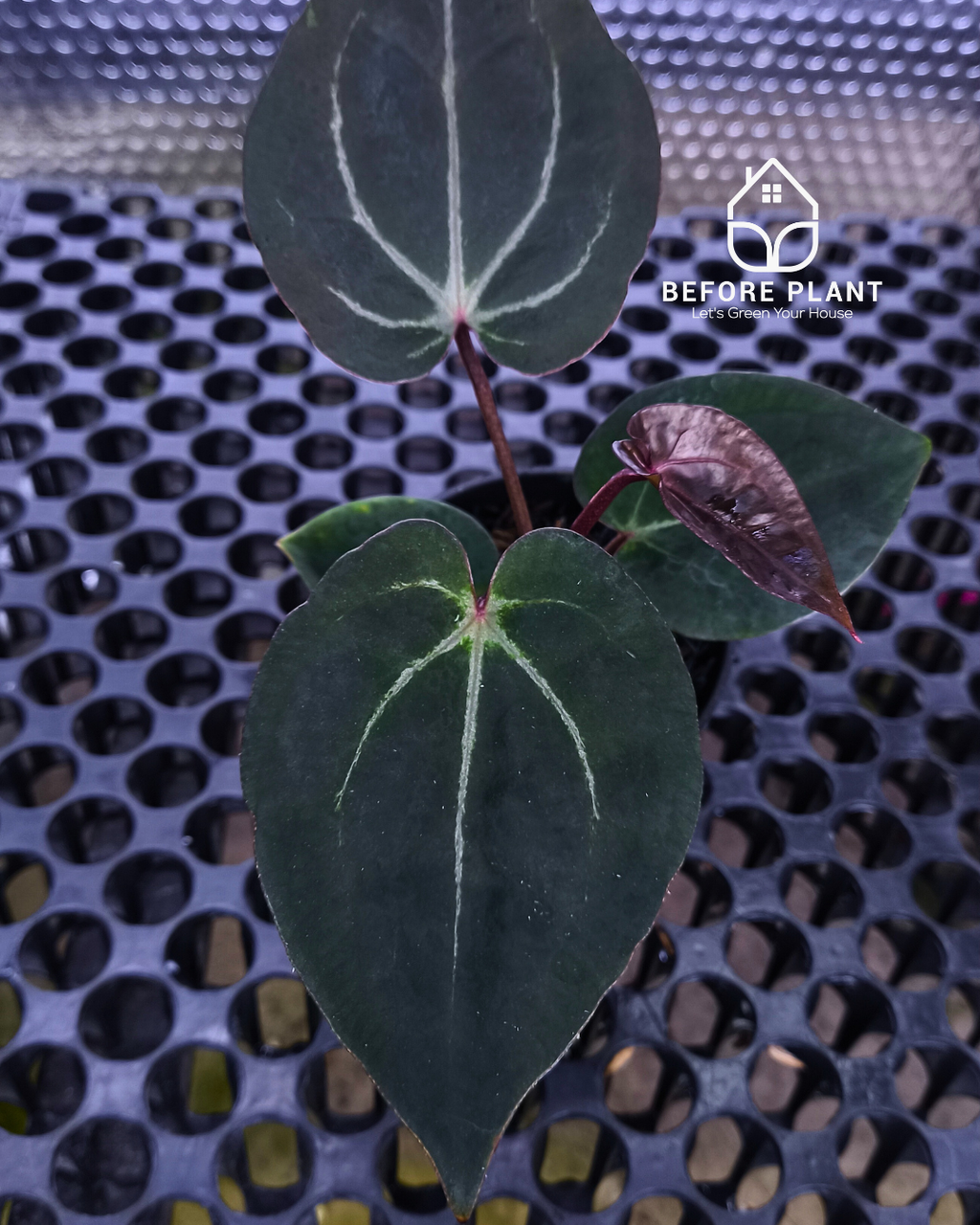 Anthurium Black Muscle x Tortoise Grey