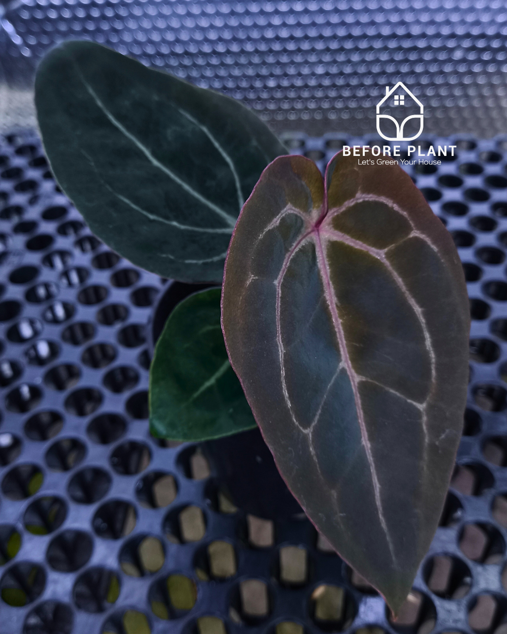 Anthurium Black Muscle x Tortoise Grey