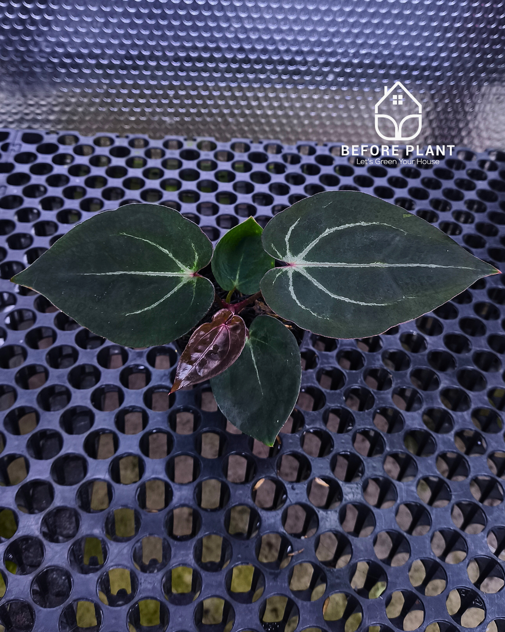 Anthurium Black Muscle x Tortoise Grey