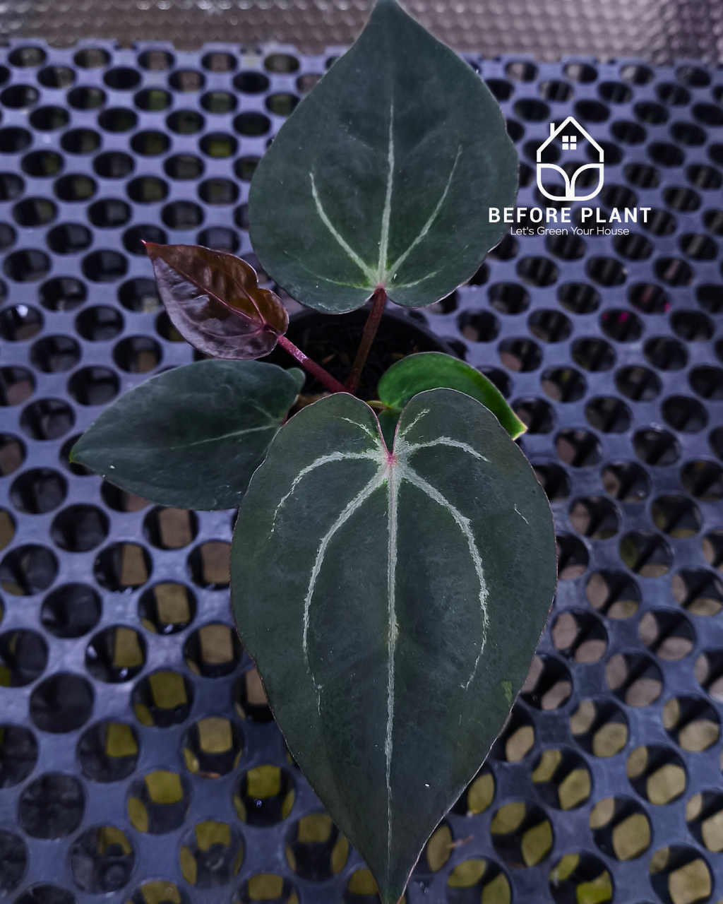 Anthurium Black Muscle x Tortoise Grey