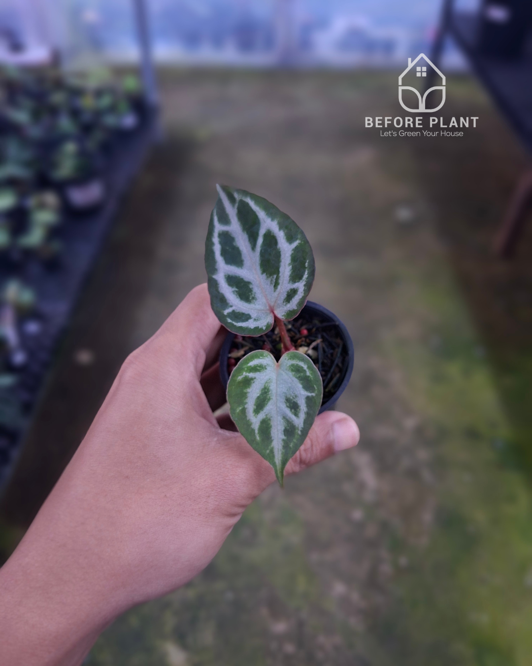 Anthurium Michelle x Silver Blush KOS/HU