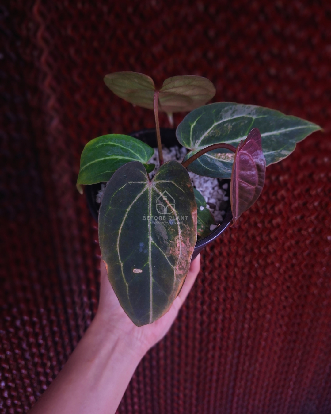 Anthurium Black Venom x Angela Black Widow ( Variegated Form )