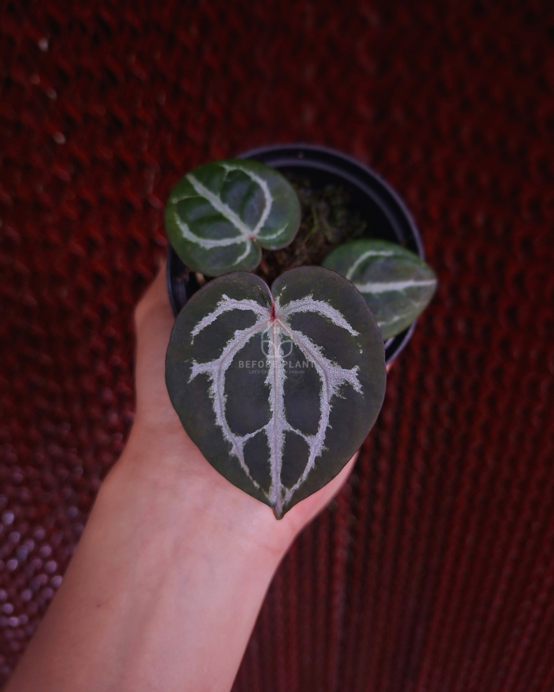 Anthurium Michelle x Silver Blush KOS ( Standard Form )