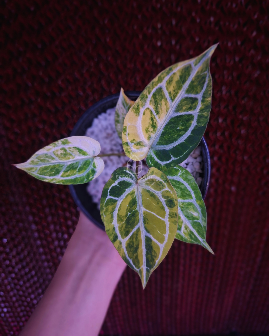 Anthurium Red Space x Mojang Geulis