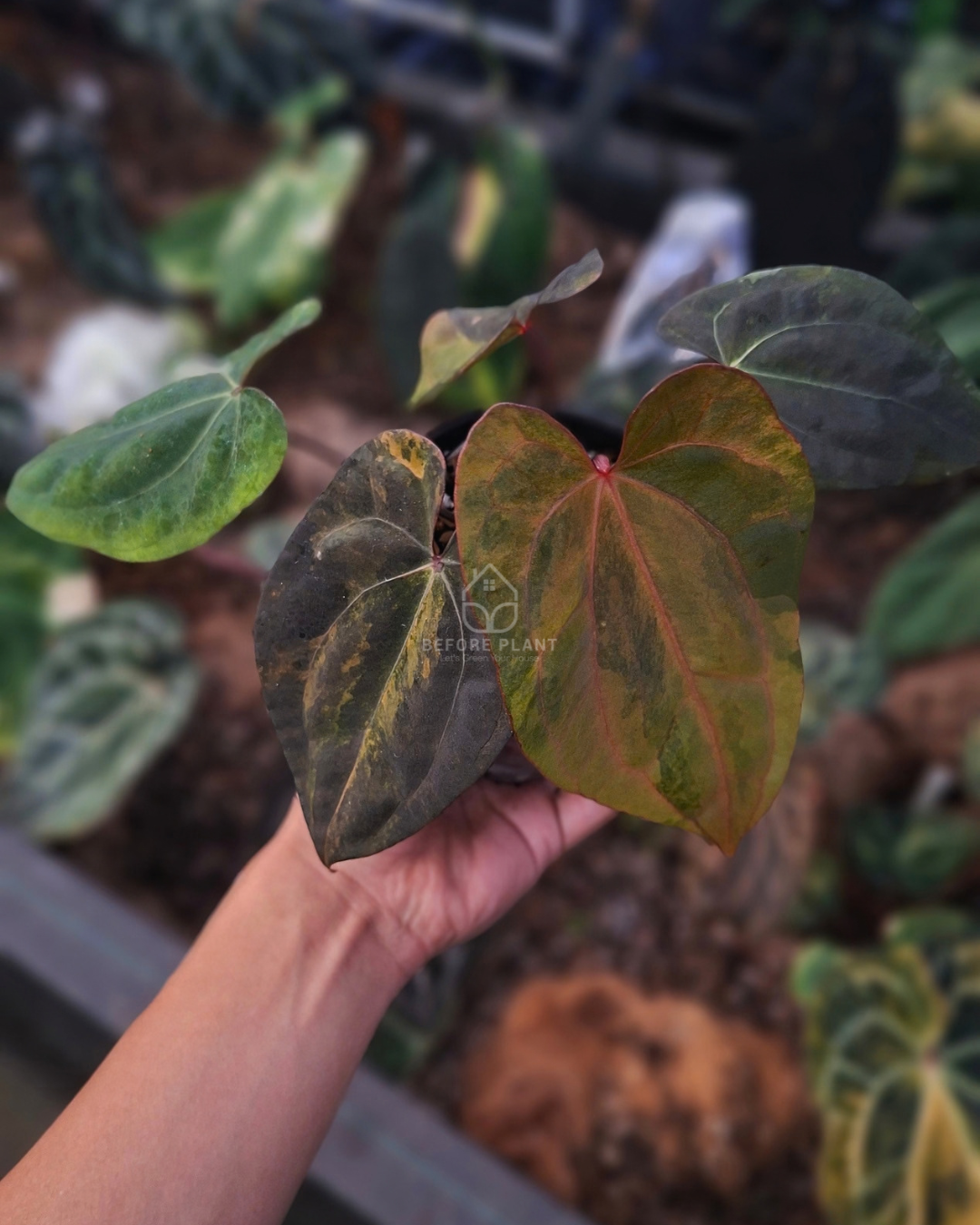 Anthurium Black Venom x Red Veid Dark Phoenix (RVDP)