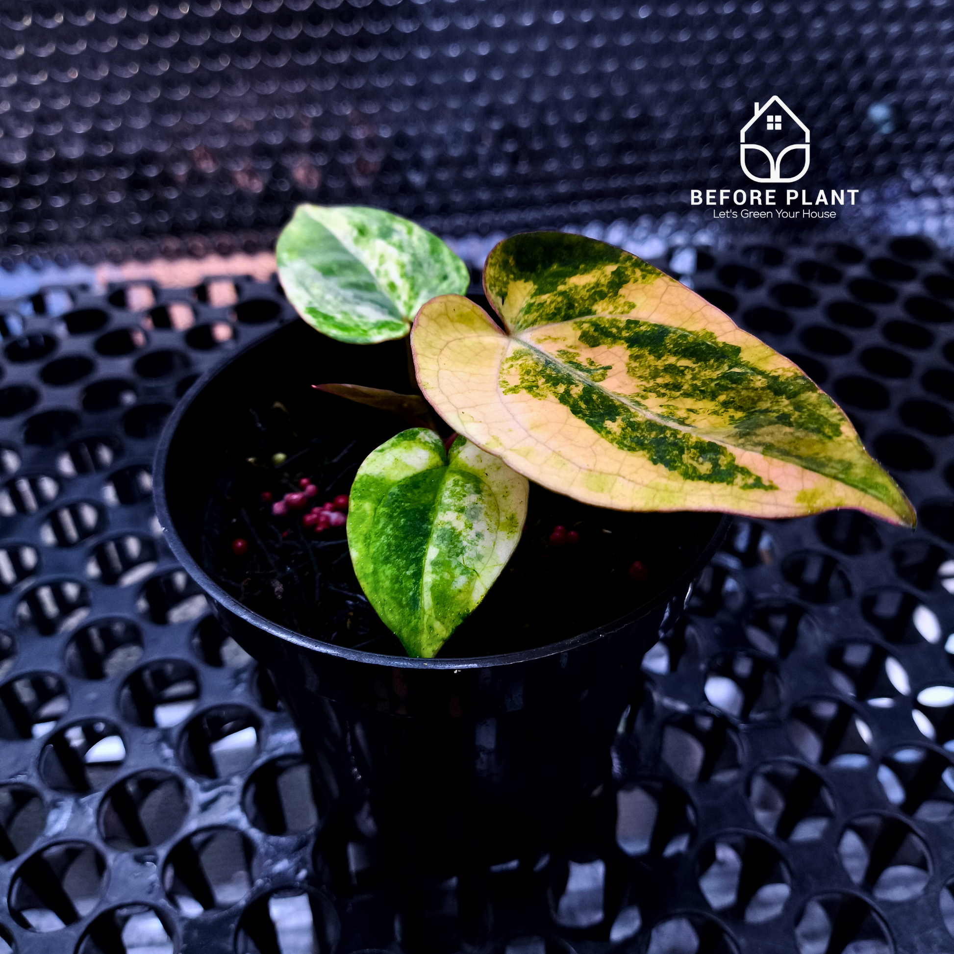 Anthurium Papi Variegated x Carla AU1