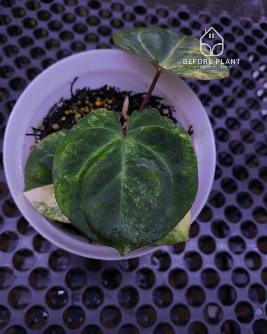 Anthurium Papillilaminum Variegated x Red Vein Dark Phoenix (RVDP)