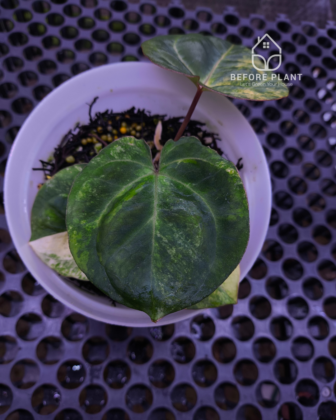 Anthurium Papillilaminum Variegated x Red Vein Dark Phoenix (RVDP)