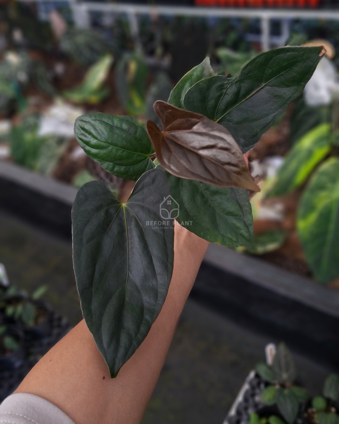 Anthurium Portillae x Dressleri