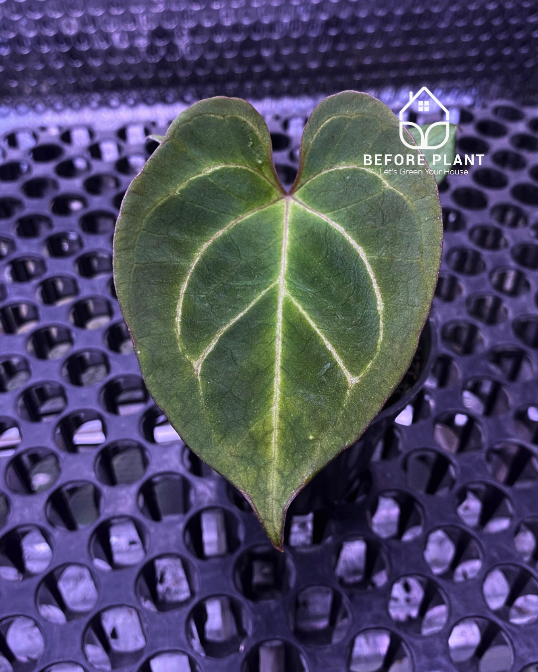 Anthurium King of Spades (HU) Seedling