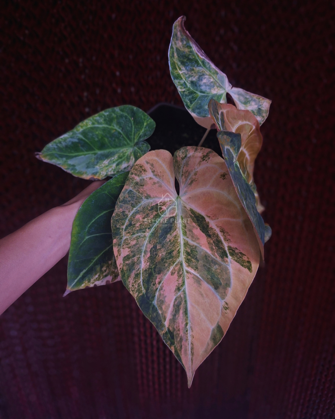 Anthurium Papi Pink x Blue Papi