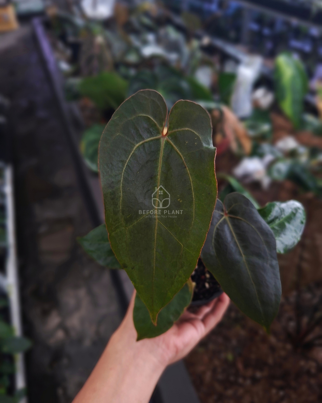 Anthurium Indigo x Blood Of Blue