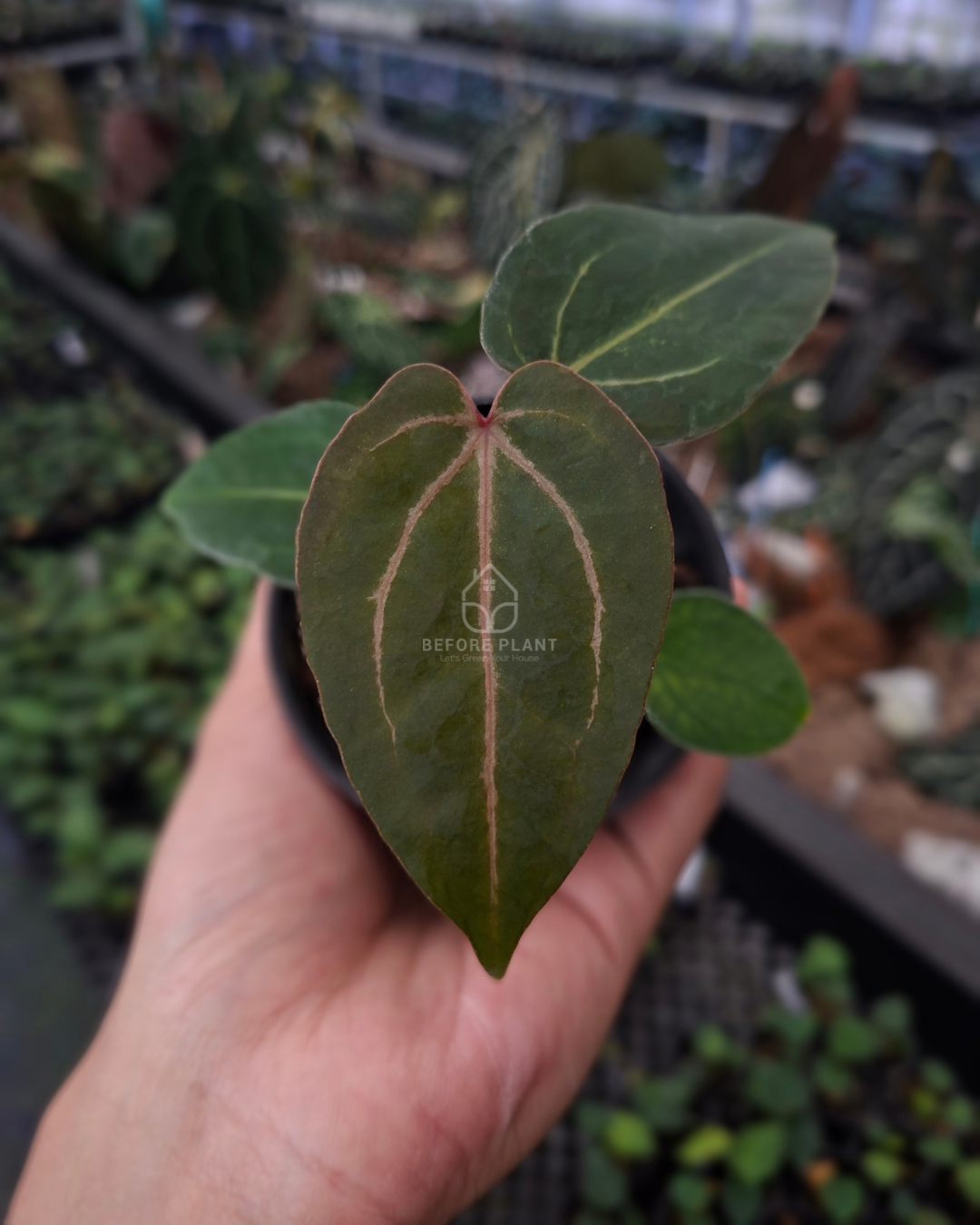 Anthurium Blood of Blue x Michelle Variegated