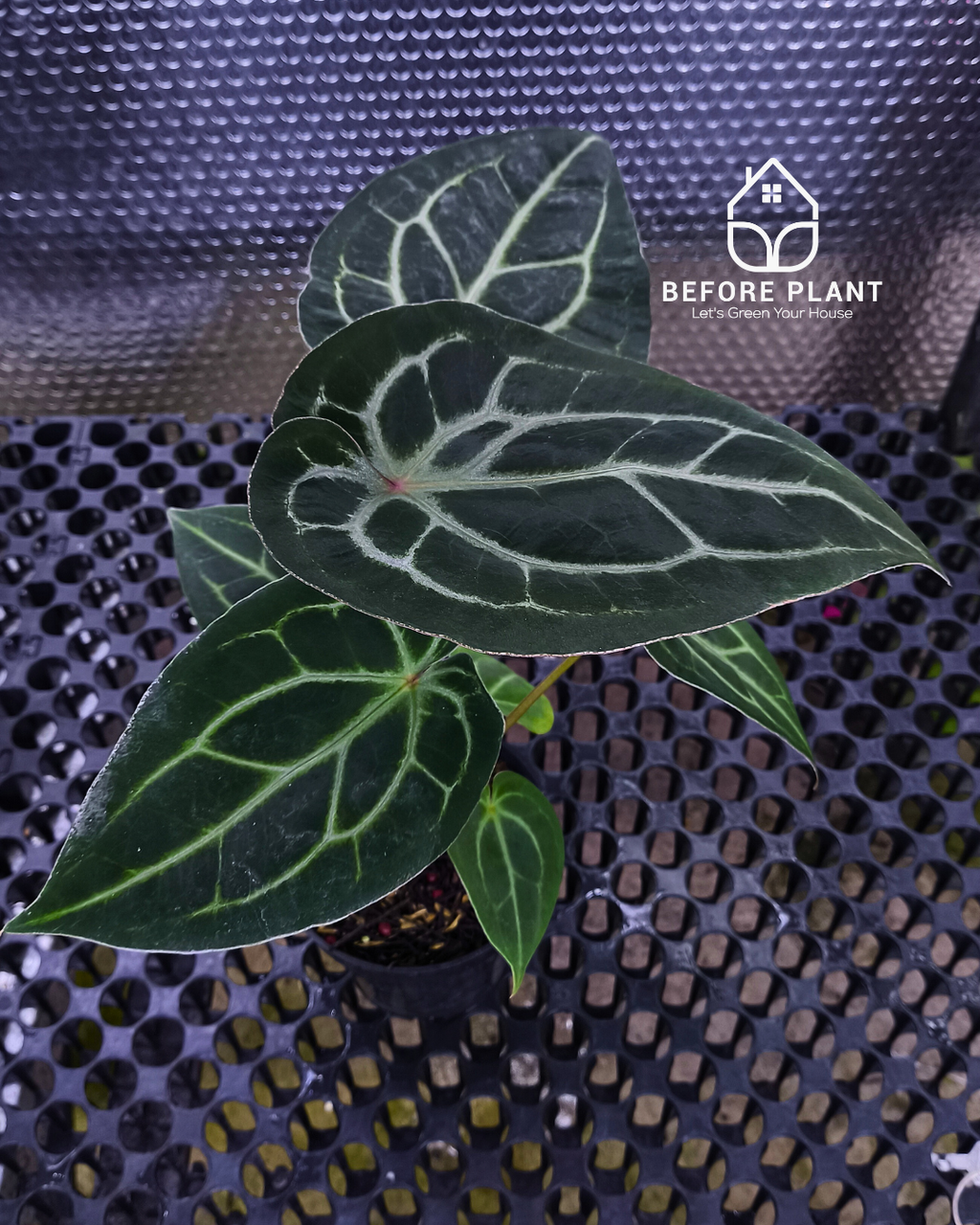 Anthurium Panglima x King Of Spades ( KOS/HU )
