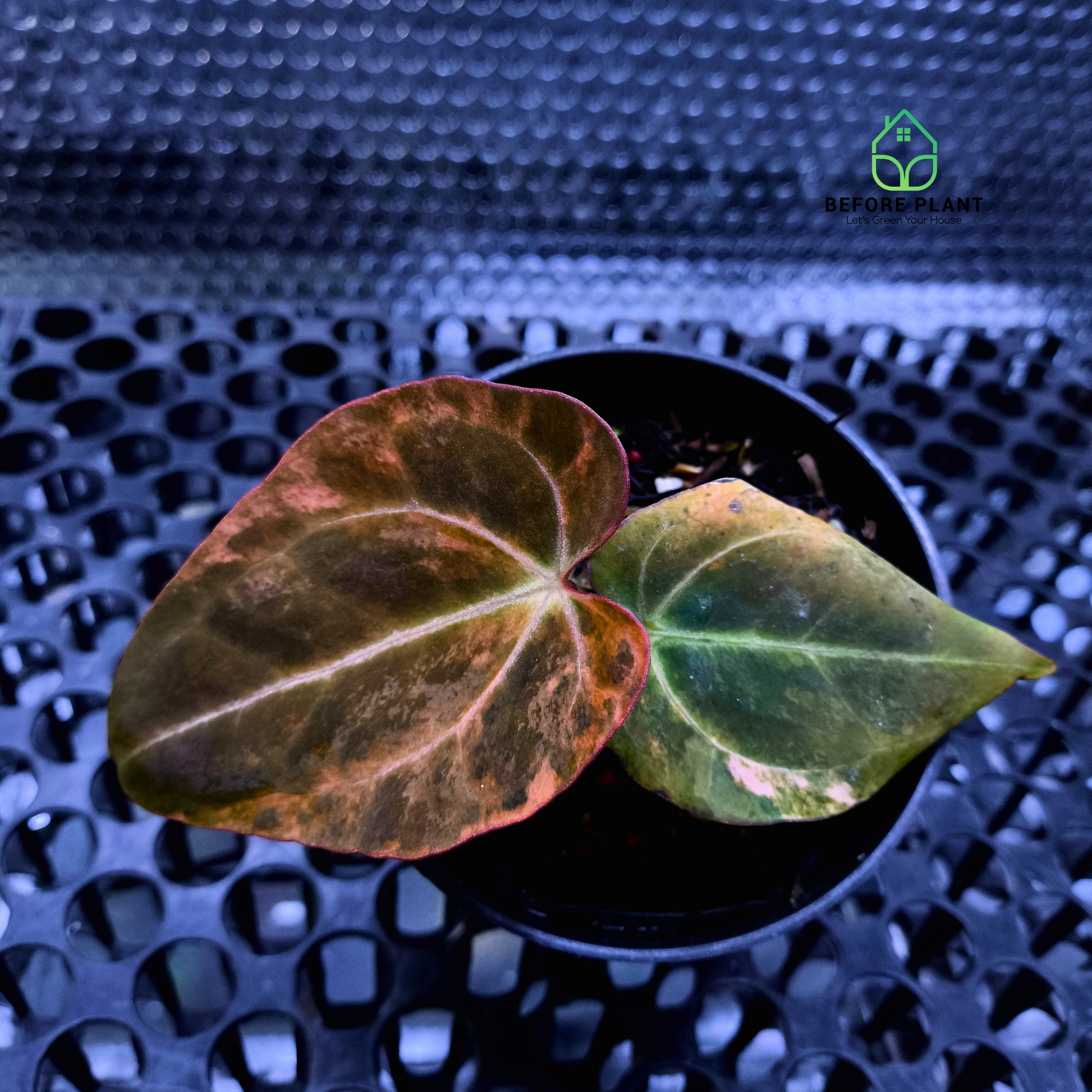 Anthurium Black Venom