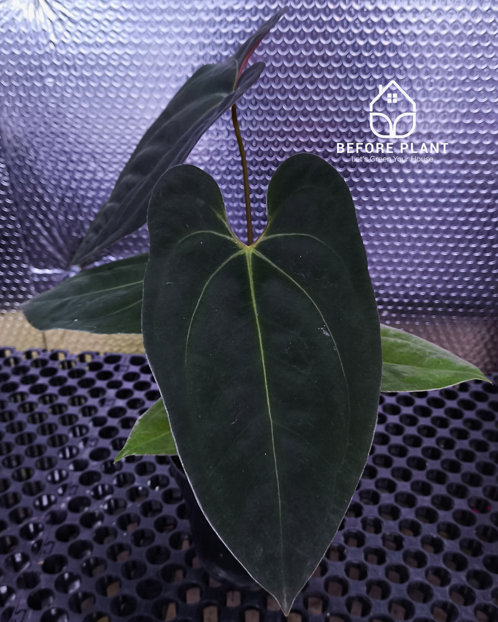 Anthurium Black Velvet Indo Type ( BVIT ) X Red Spider