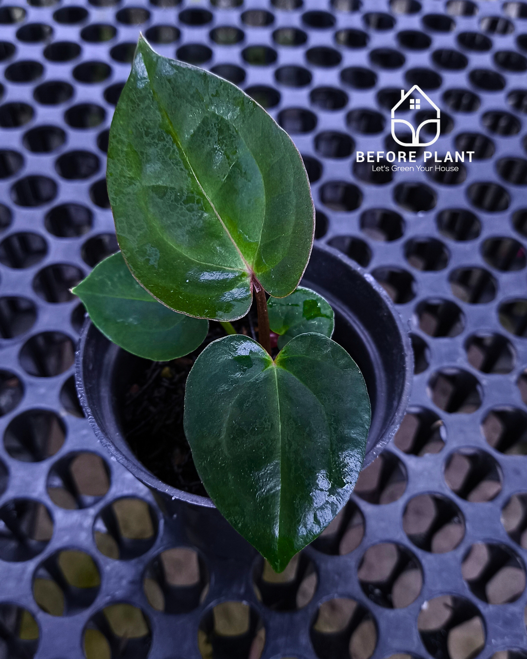 Anthurium Goliath x Michelle Pink