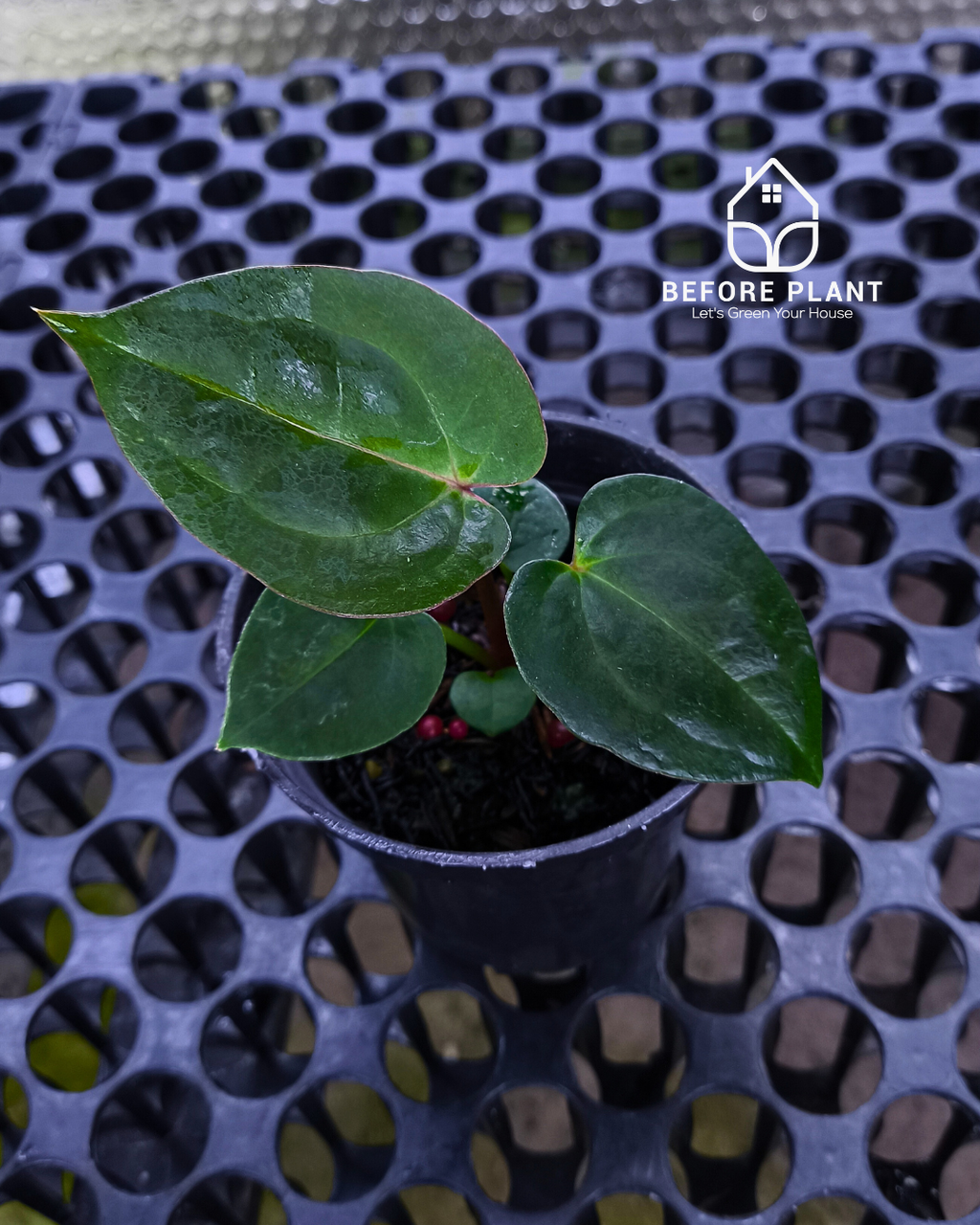 Anthurium Goliath x Michelle Pink
