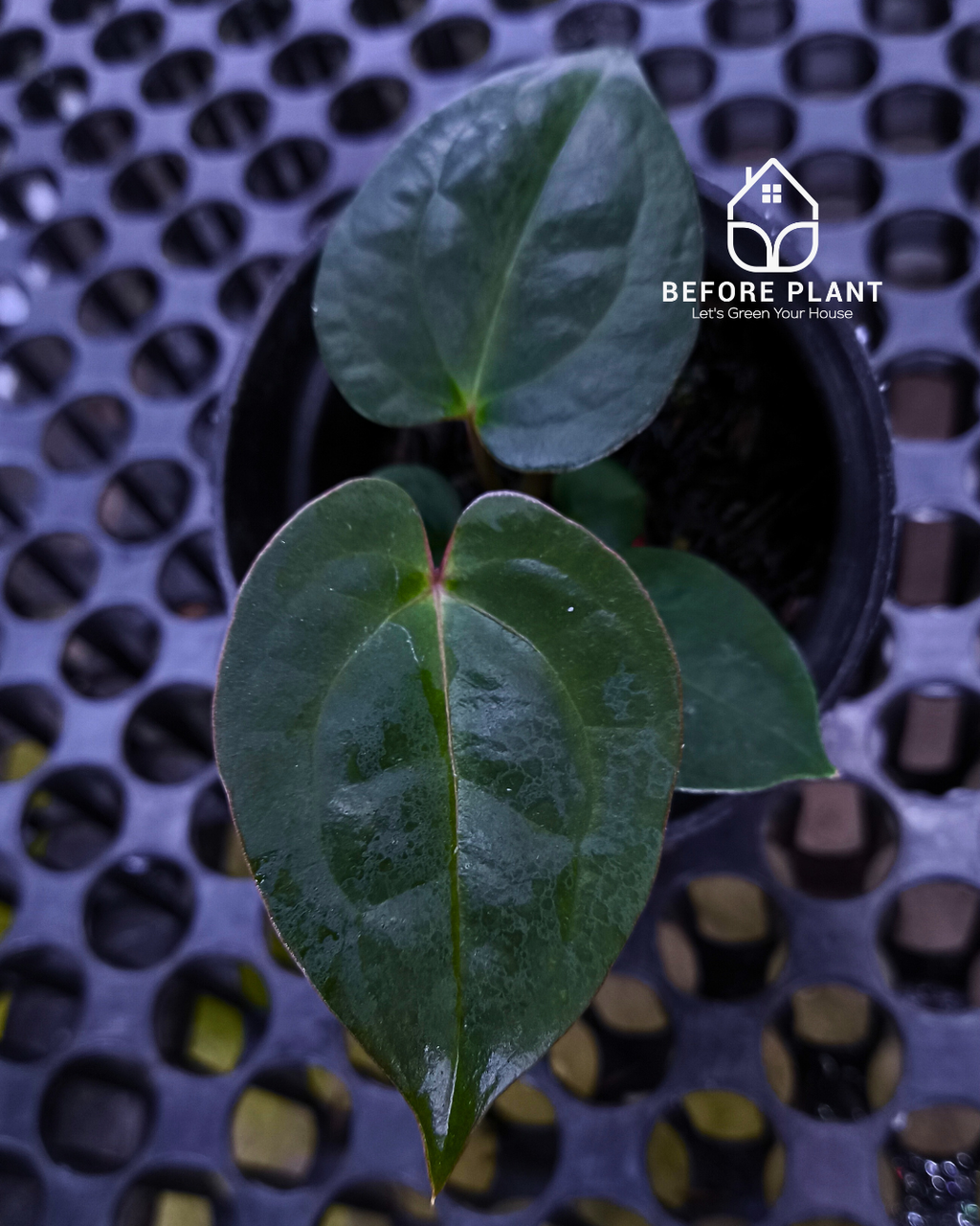 Anthurium Goliath x Michelle Pink