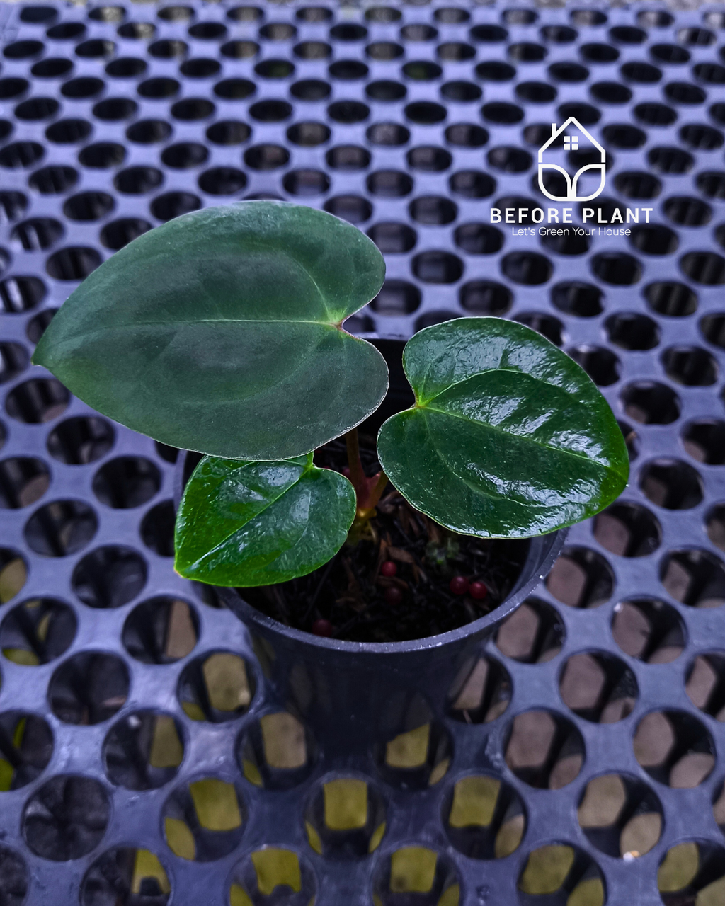 Anthurium Goliath x Michelle Pink