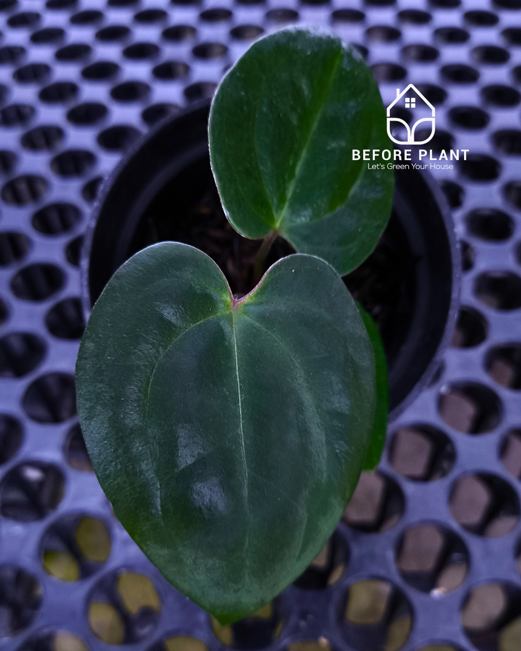 Anthurium Goliath x Michelle Pink