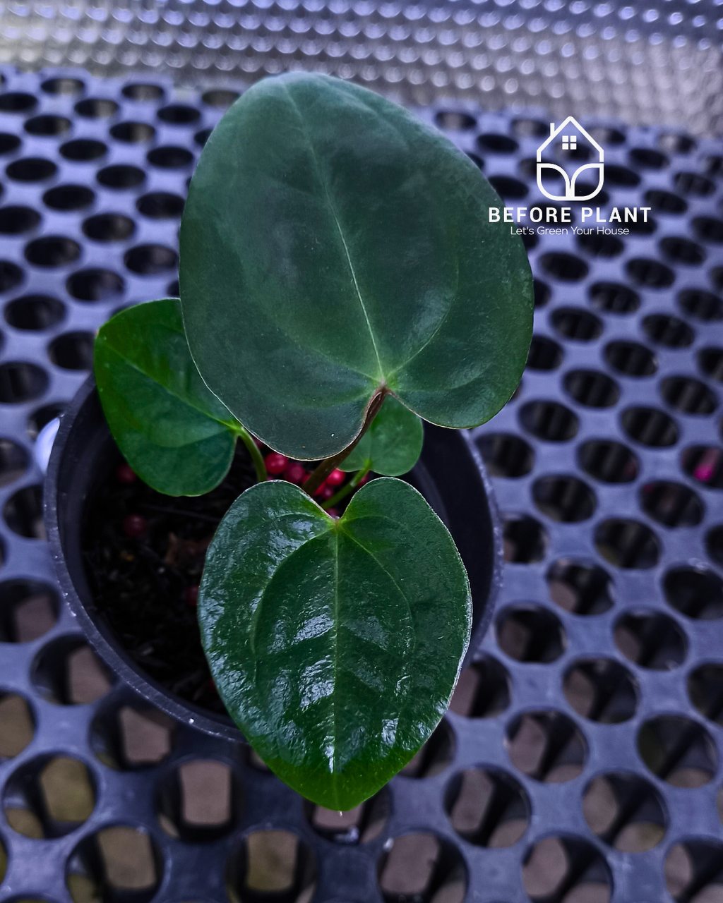 Anthurium Goliath x Michelle Pink