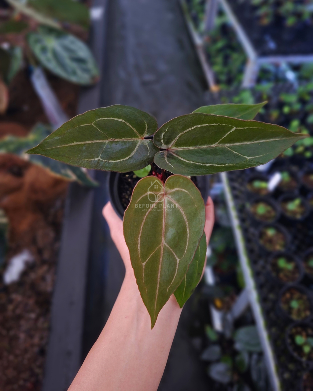 Anthurium Indigo x Blood Of Blue