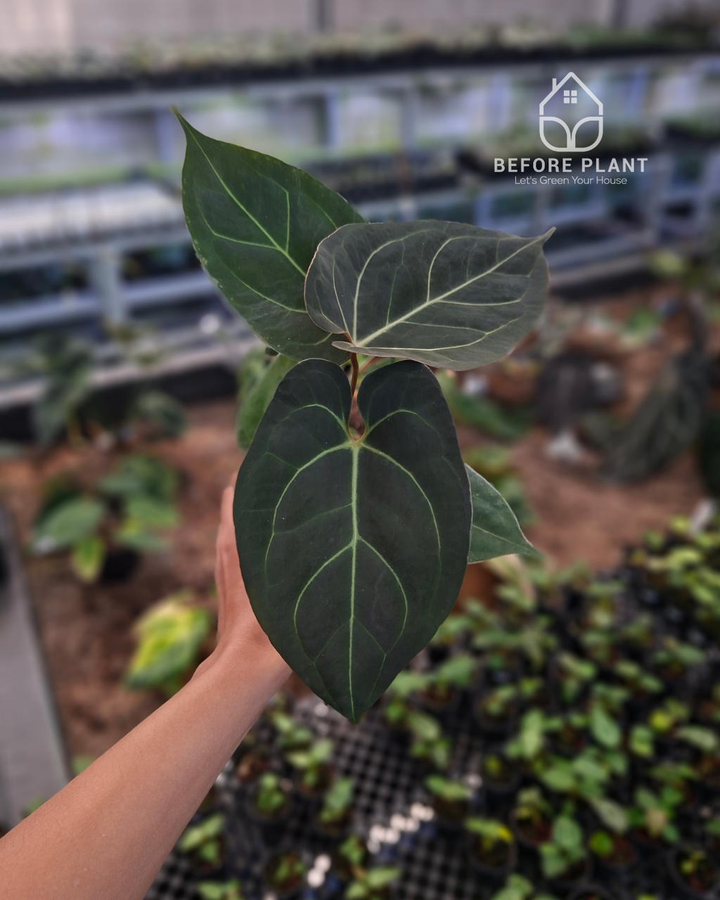 Anthurium Carla Blackiae x Portillae