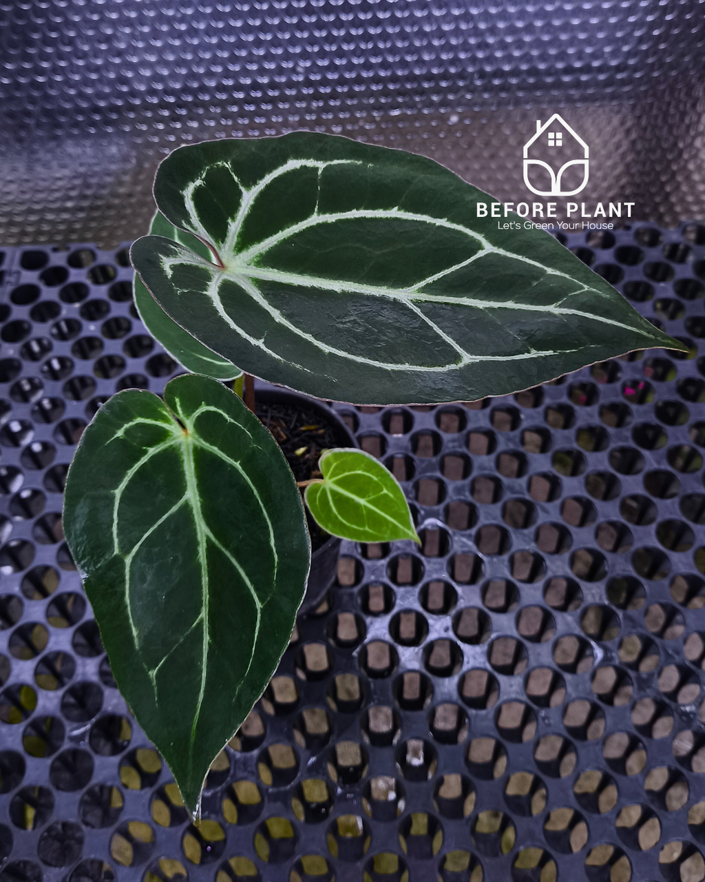 Anthurium Panglima x King Of Spades ( KOS/HU )