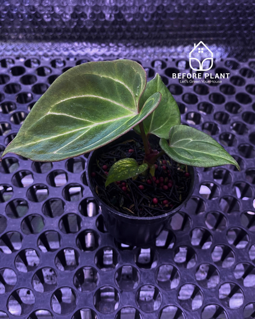 Anthurium King of Spades (HU) Seedling