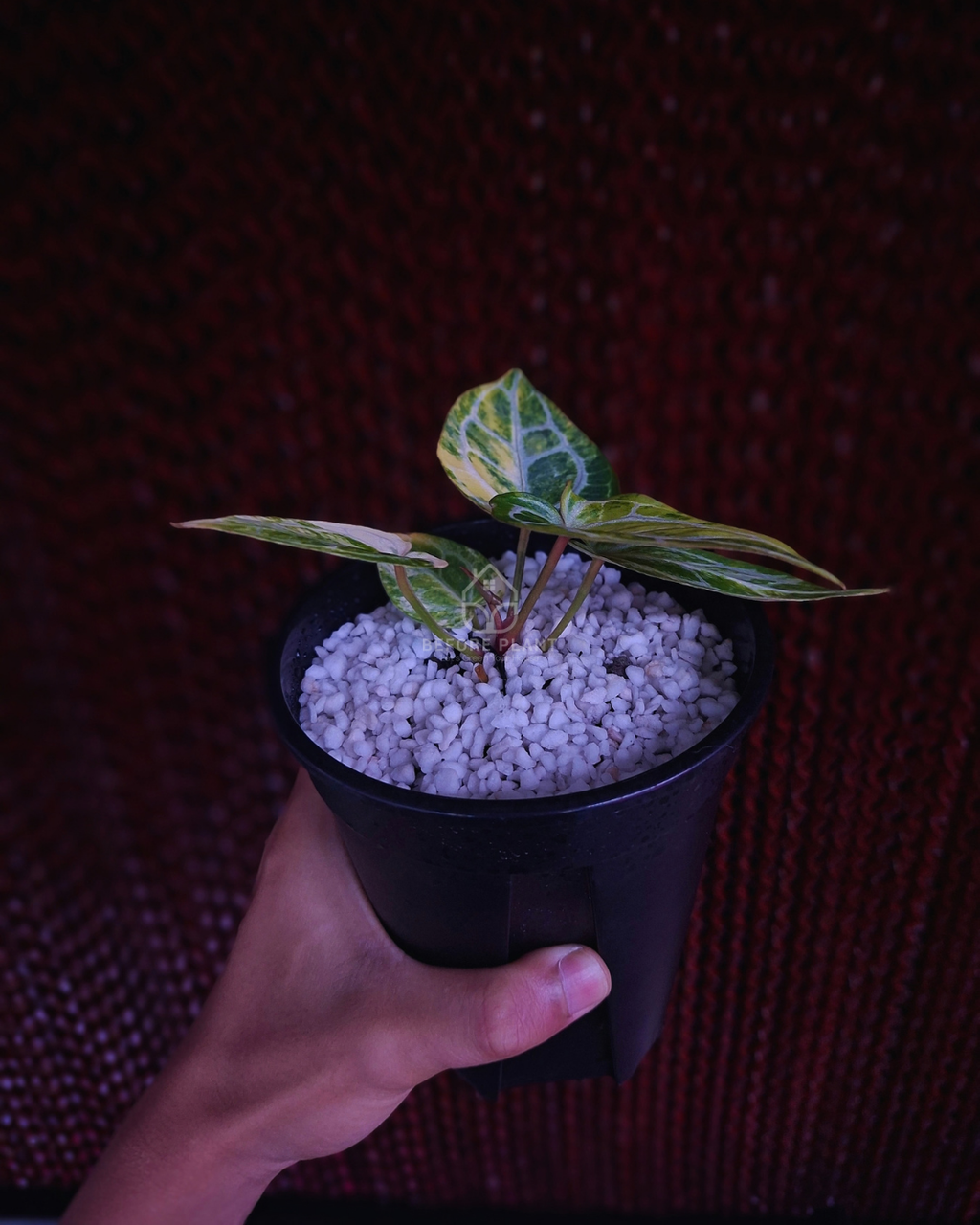 Anthurium Red Space x Mojang Geulis