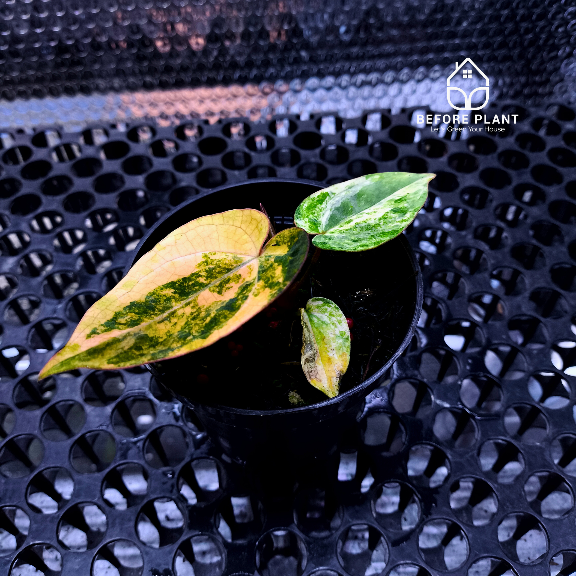 Anthurium Papi Variegated x Carla AU1