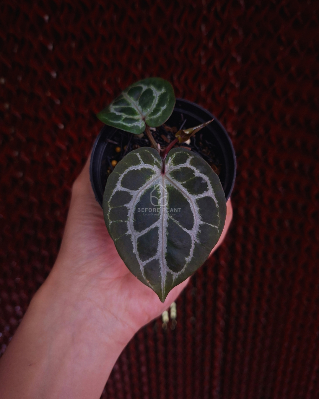 Anthurium Michelle x Silver Blush KOS ( Standard Form )