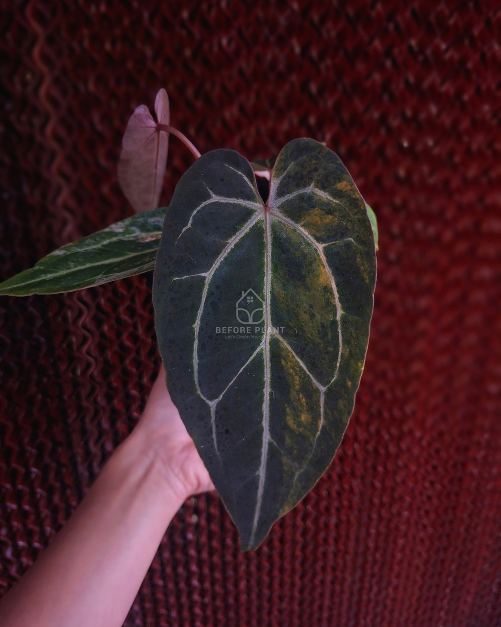Anthurium Black Venom x Angela Black Widow ( Variegated Form )