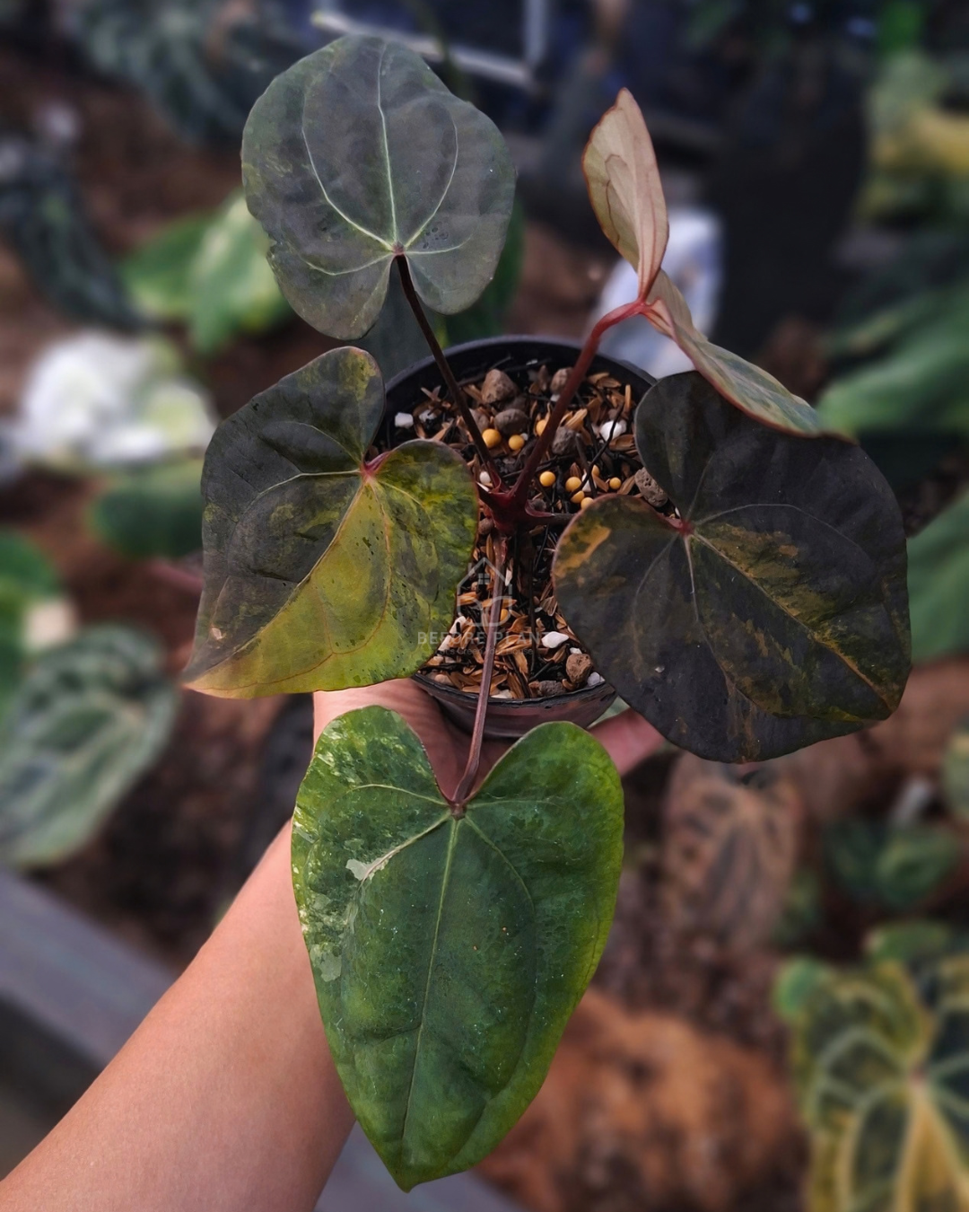 Anthurium Black Venom x Red Veid Dark Phoenix (RVDP)