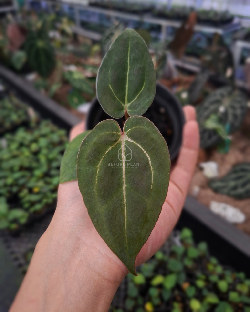 Anthurium Blood of Blue x Michelle Variegated
