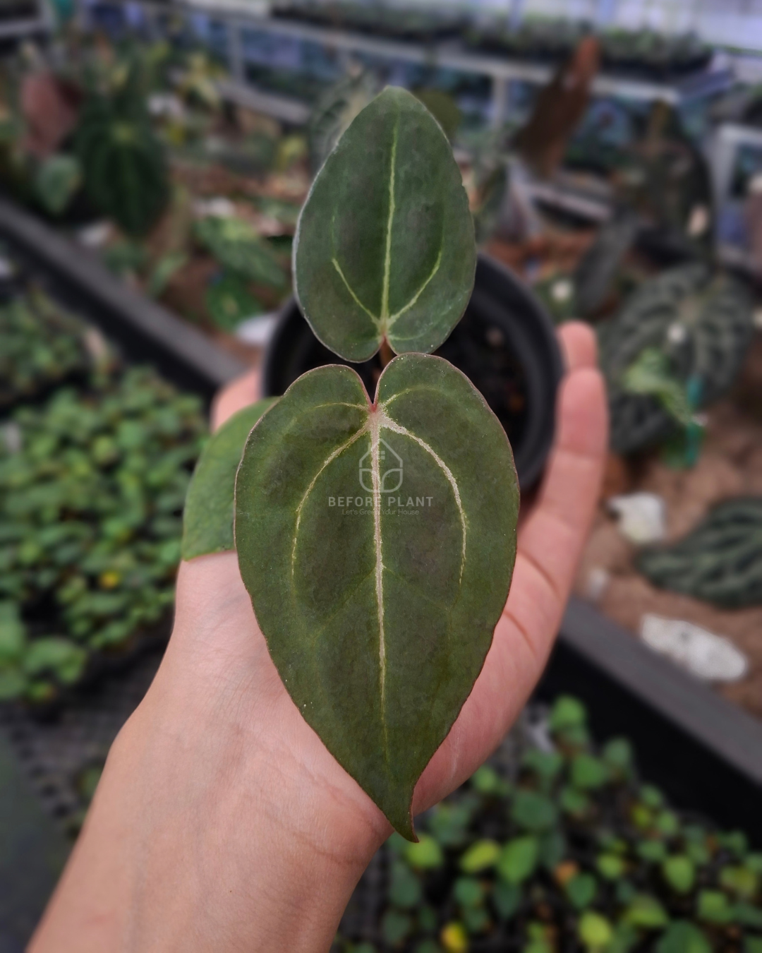 Anthurium Blood of Blue x Michelle Variegated