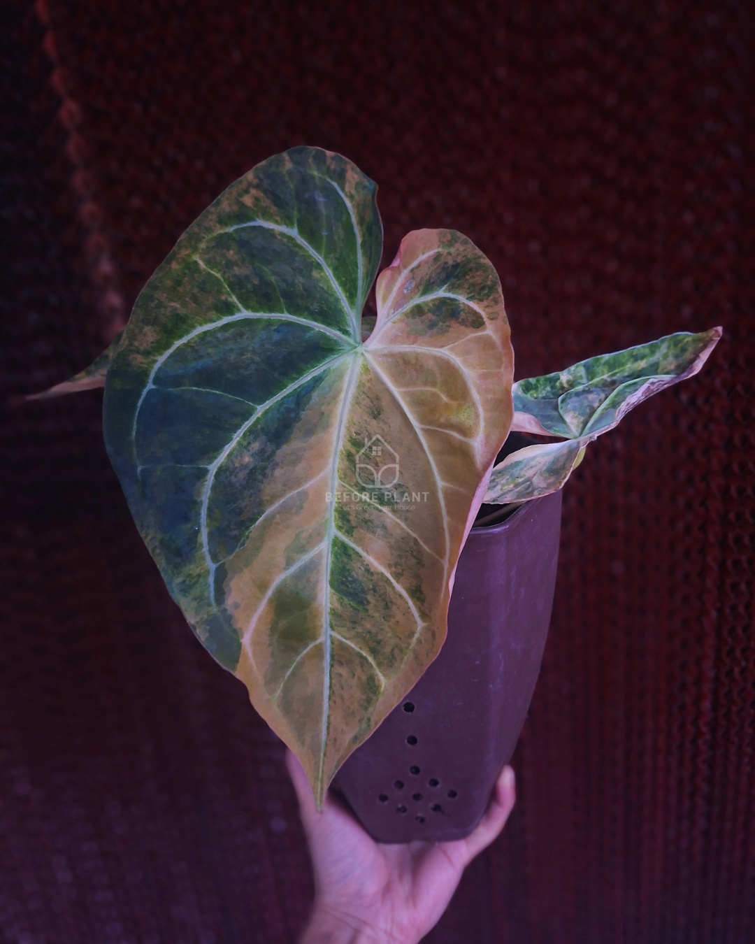Anthurium Papi Pink x Blue Papi