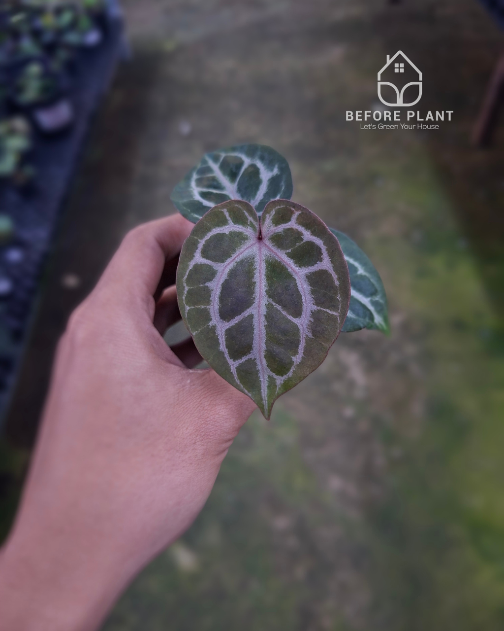 Anthurium Michelle x Silver Blush KOS/HU