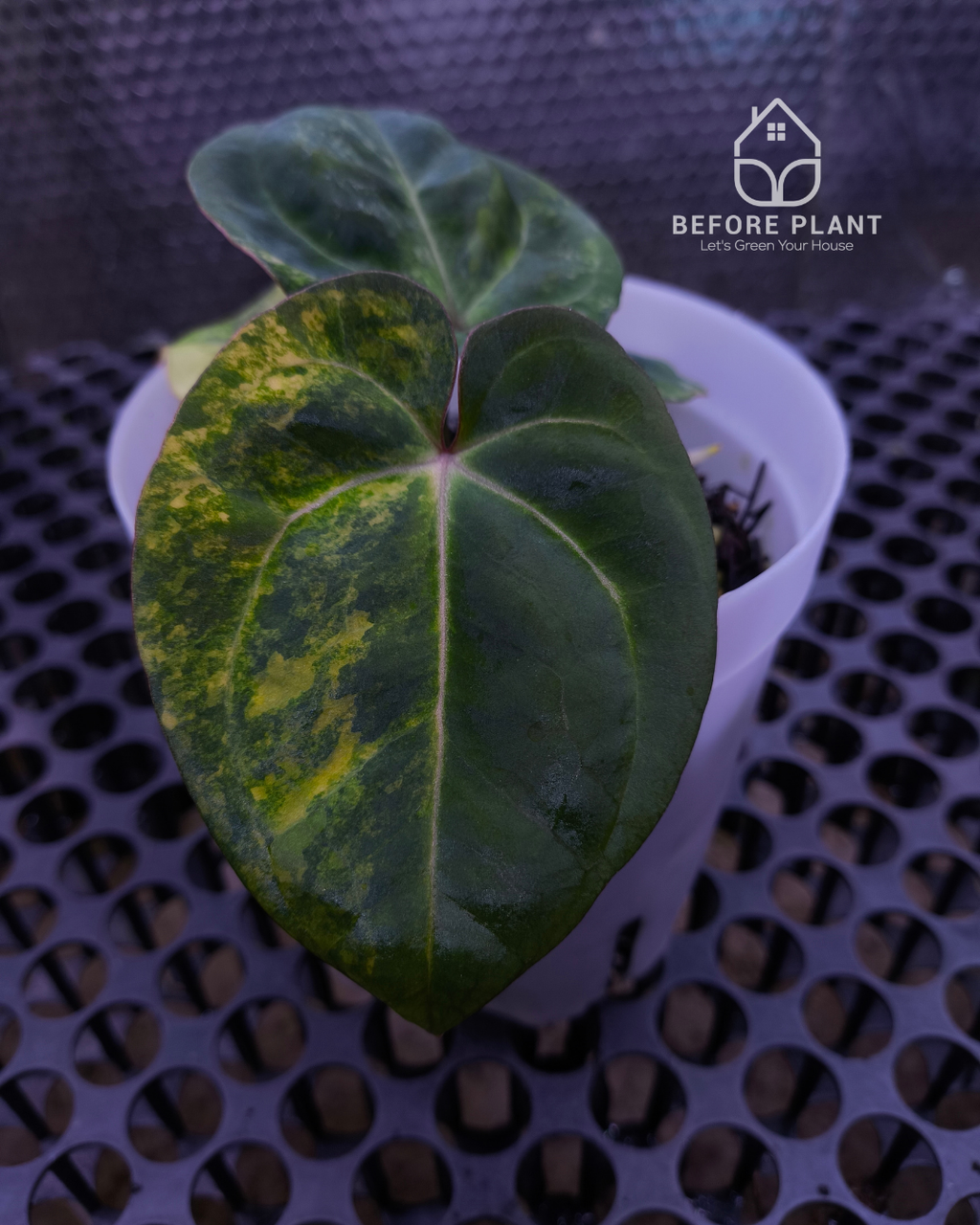 Anthurium Papillilaminum Variegated x Red Vein Dark Phoenix (RVDP)