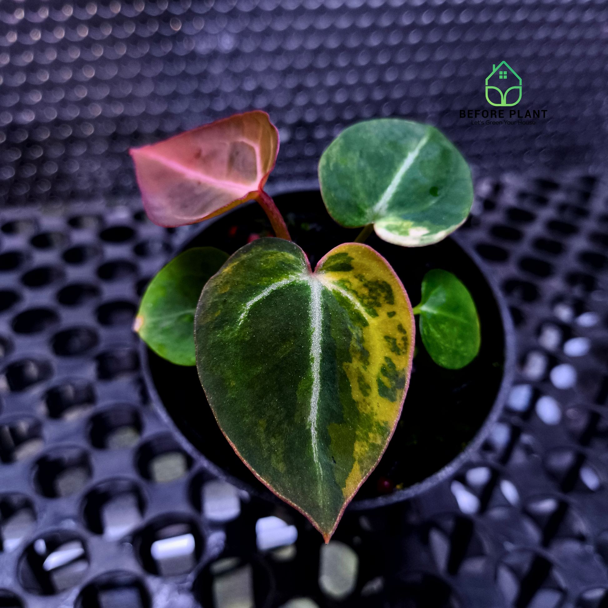 Anthurium Besseae x Michelle.